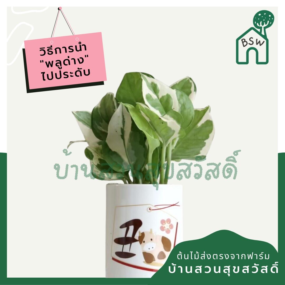 พลูด่างงาช้าง (Epipremnum Aureum 'Neon') ไม้ฟอกอากาศรากแน่นในกระถาง 4 นิ้ว