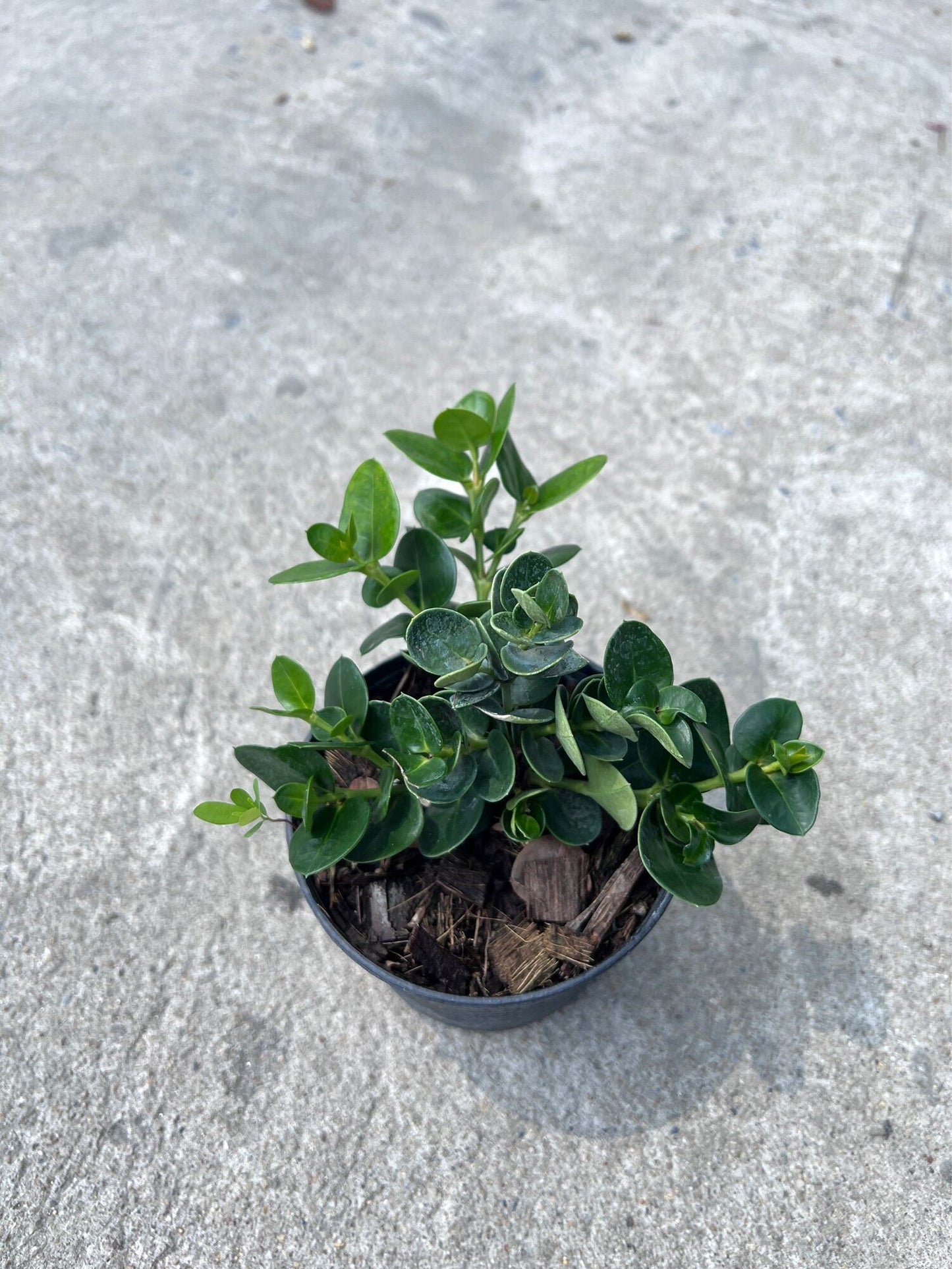 มหาเฮง (Aglaonema 'Mahaheng') ไม้มงคลในกระถาง 4, 6 นิ้ว