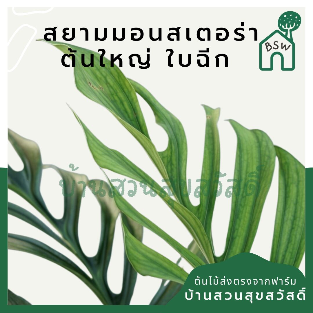 สยามมอนสเตอร่า (Monstera Thai Constellation) ไม้ใบใหญ่ในกระถางพร้อมตั้ง