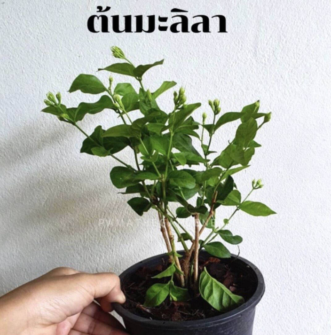 ต้นมะลิลา ส่งพร้อมกระถาง
