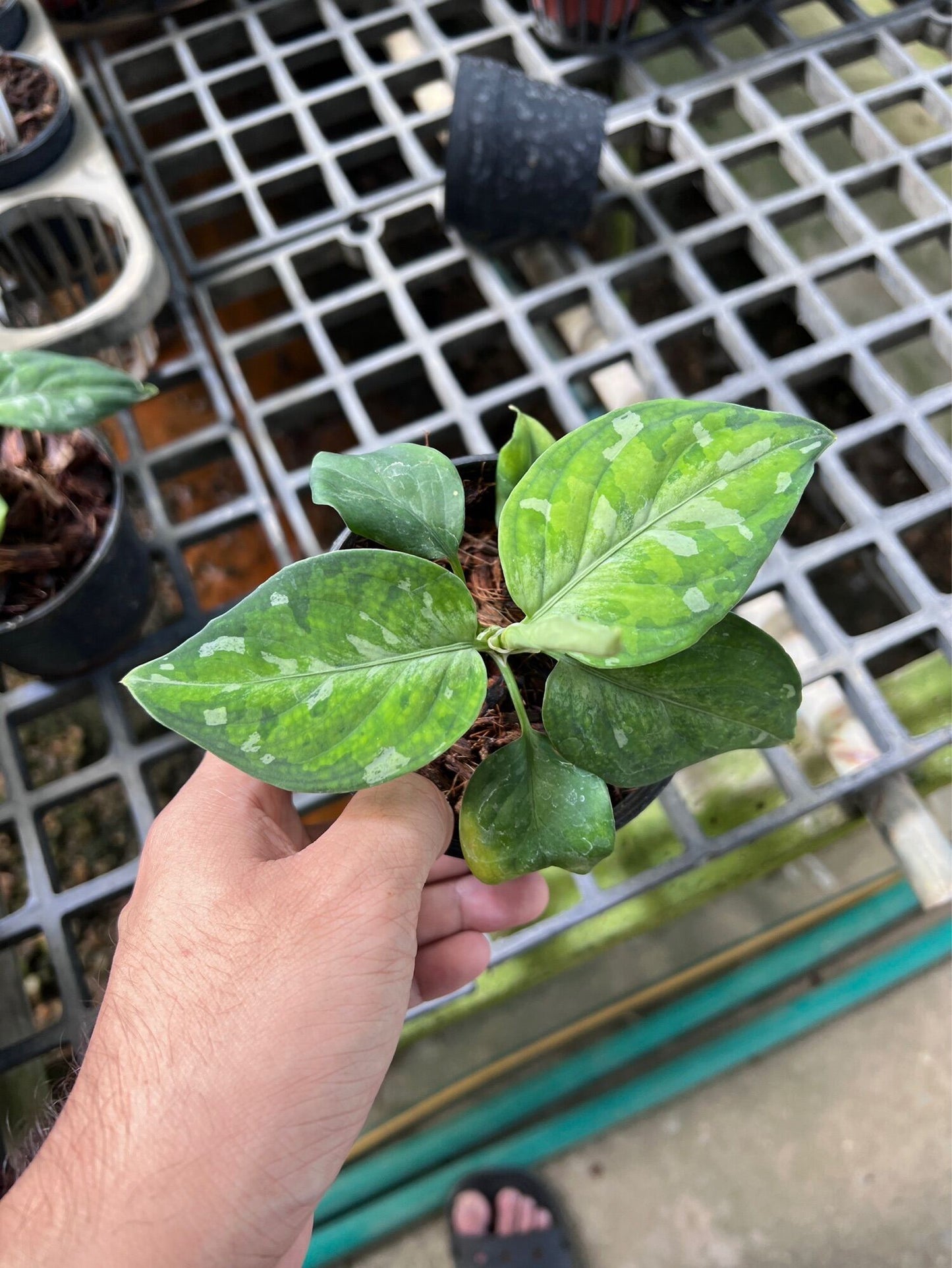 เสือพรานสามสี (Alocasia) ไม้ใบหายากในกระถางพร้อมตั้ง