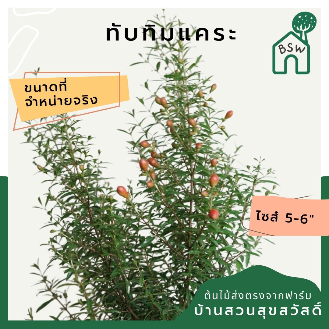 ทับทิมแคระ (Punica Granatum 'Nana') ไม้มงคลในกระถางพร้อมตั้ง