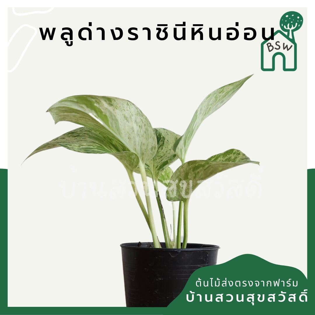 พลูด่างราชินีหินอ่อน (Epipremnum Aureum 'Marble Queen') ไม้ฟอกอากาศในกระถาง 3 นิ้ว