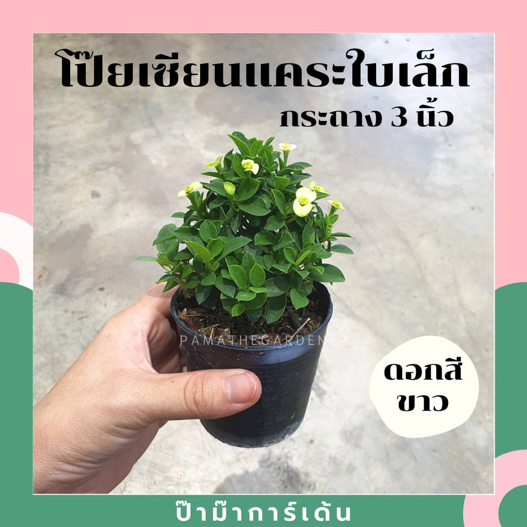 ต้นโป๊ยเซียนแคระ ในกระถาง 5-6 นิ้ว ไม้แดด ออกดอกตลอดปี