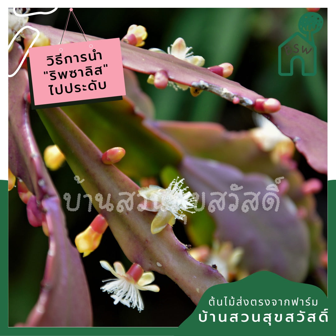 ริพซาลิสสายทับทิม ในกระถาง 4 นิ้ว The Red Rhipsalis