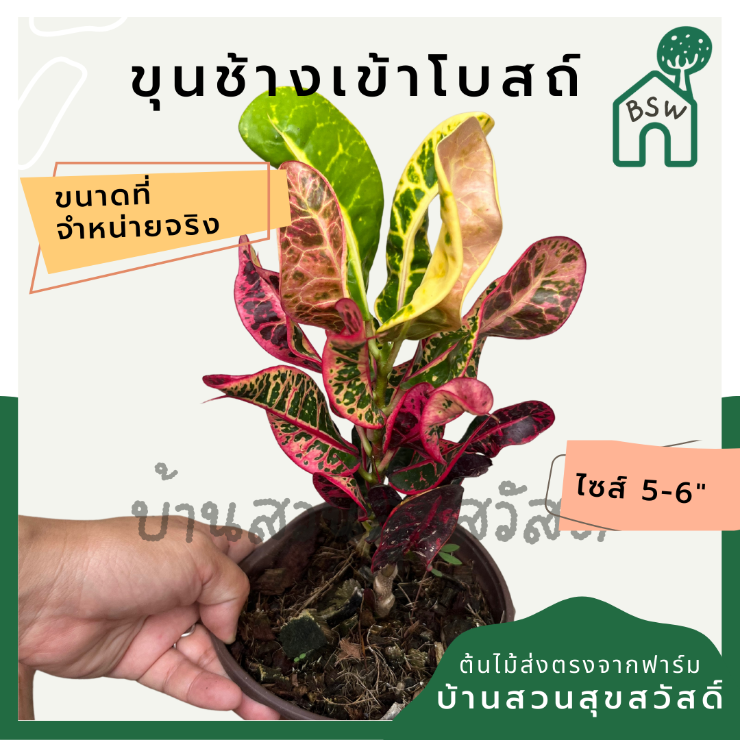 โกสนขุนช้างเข้าโบสถ์ กระถาง 5-6 นิ้ว ต้นโกสน เป็นไม้แดด ไม้ด่างสวย ใบสีสันสดใส