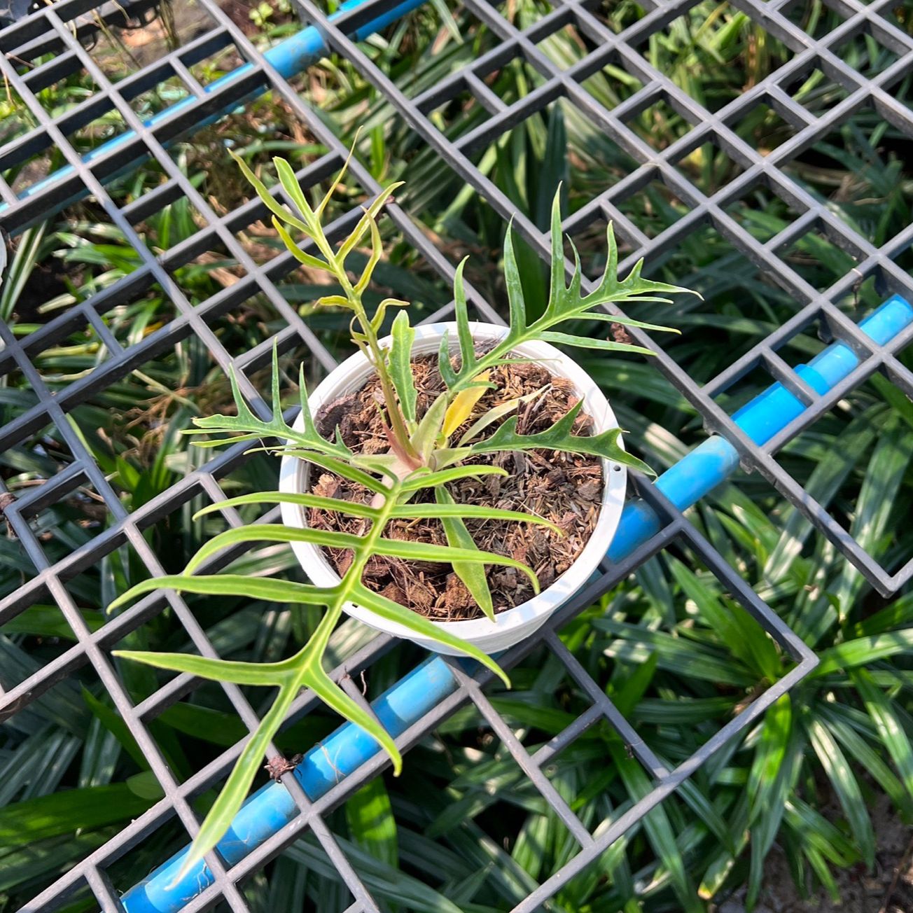 ฟิโลเดนดรอนทอทั่ม (Philodendron Tortum) ไม้ใบสวยในกระถางพร้อมตั้ง