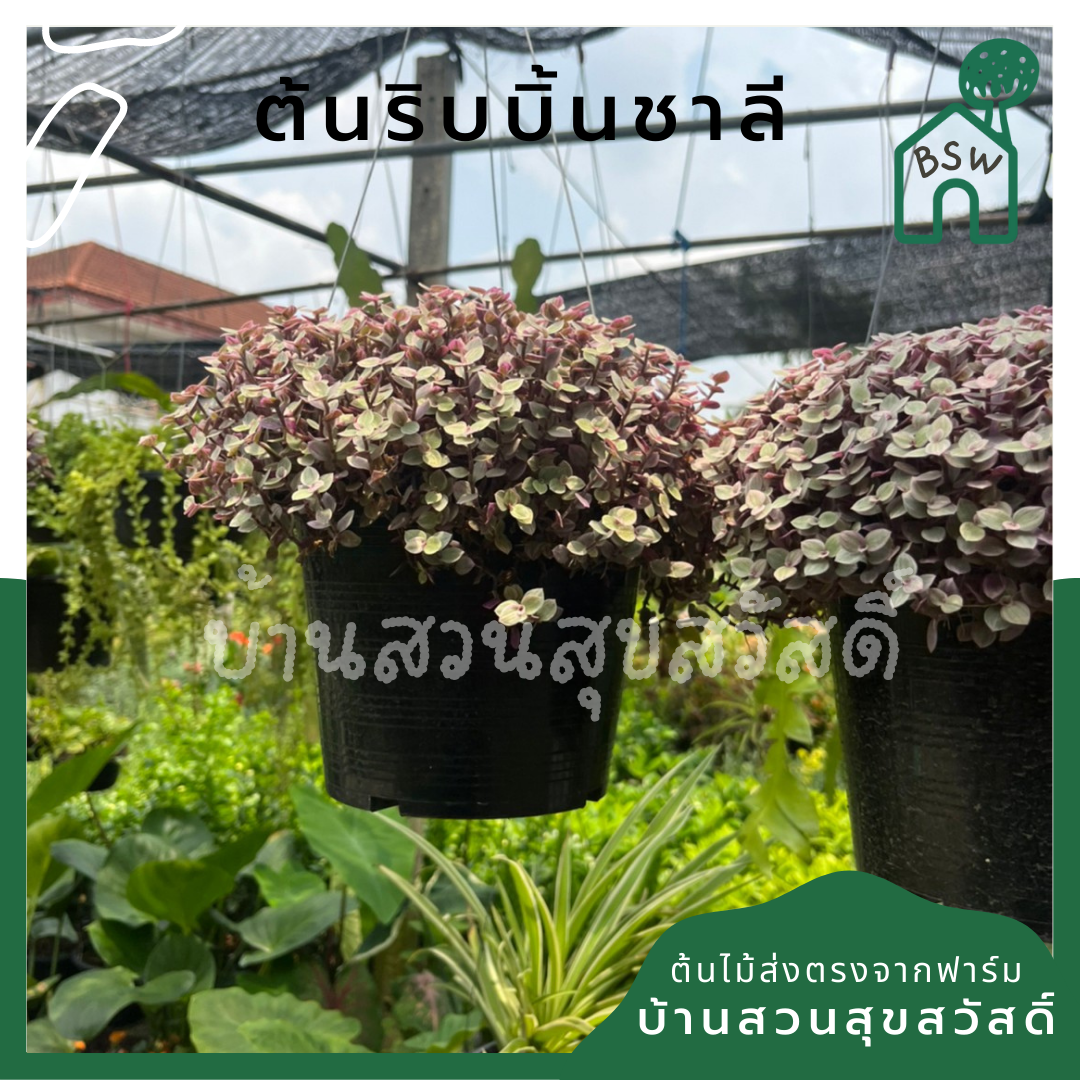 ริบบิ้นชาลี (Callisia Repens) ไม้แขวนในกระถาง 3 นิ้ว