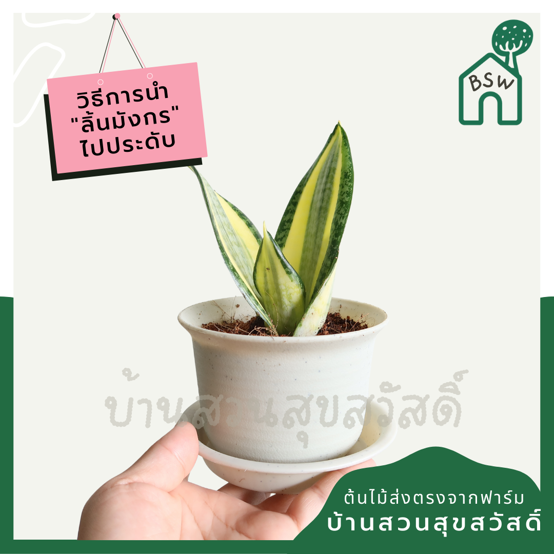 ลิ้นมังกรแคระใบด่าง (Sansevieria Trifasciata 'Golden Hahnii') ไม้ฟอกอากาศในกระถาง 4-5 นิ้ว
