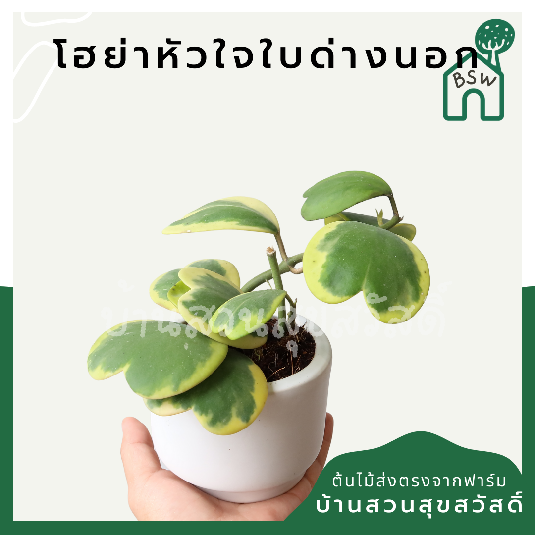 โฮย่าหัวใจด่างนอก (Hoya Kerrii 'Variegata') ไม้ใบรูปหัวใจในกระถางพร้อมลวดแขวน