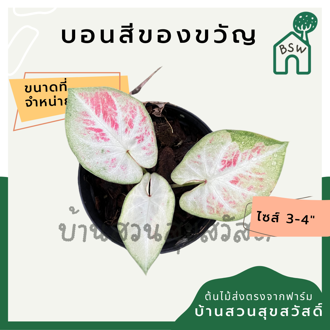 บอนสีของขวัญ (Caladium) ไม้มงคลในกระถางพร้อมตั้ง