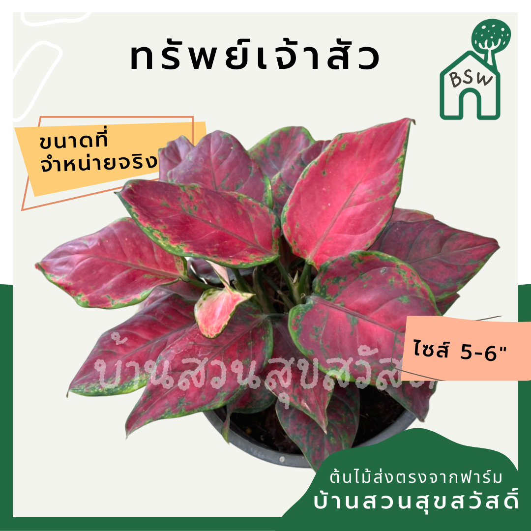 ต้นบารมีเจ้าสัว ต้นทรัพย์เจ้าสัว มาในกระถางพร้อมตั้ง อโกลนีมา