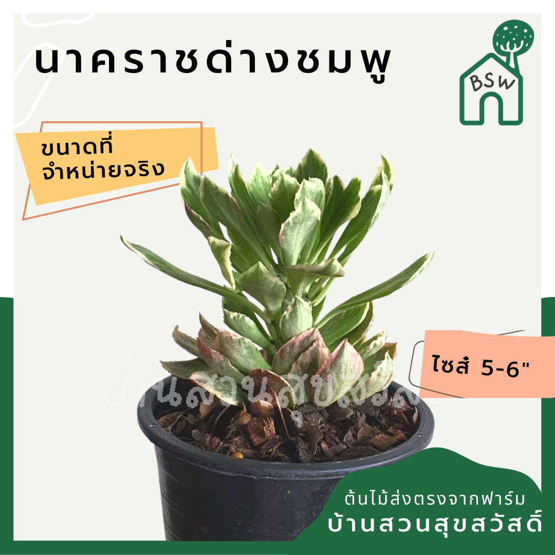 ต้นนาคราชด่างชมพู ในกระถางพร้อมตั้ง เป็นไม้แดด ชอบแล้งๆ