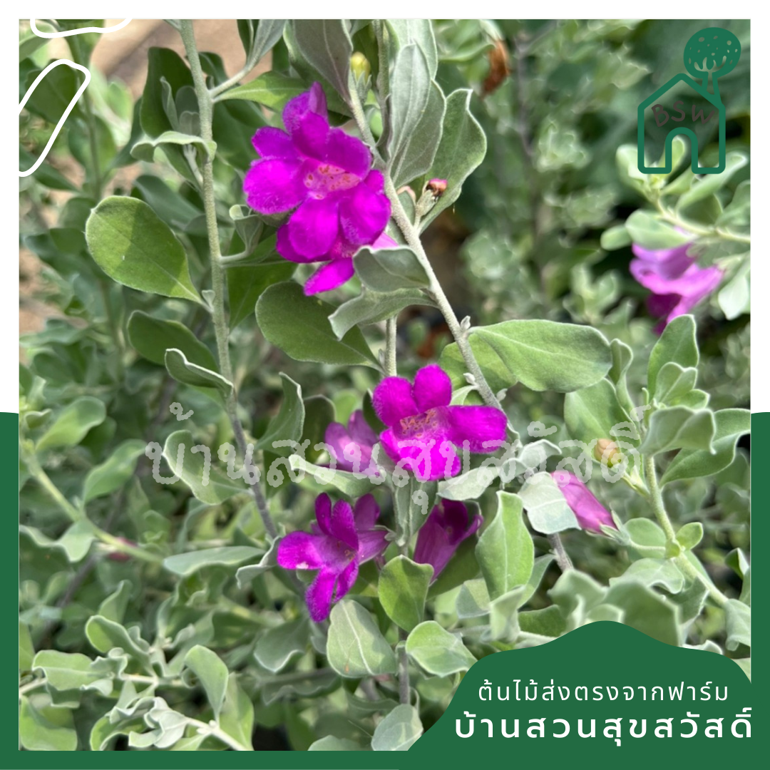 นีออน (Plectranthus Argentatus) ไม้ใบกำมะหยี่ในกระถาง 11 นิ้ว