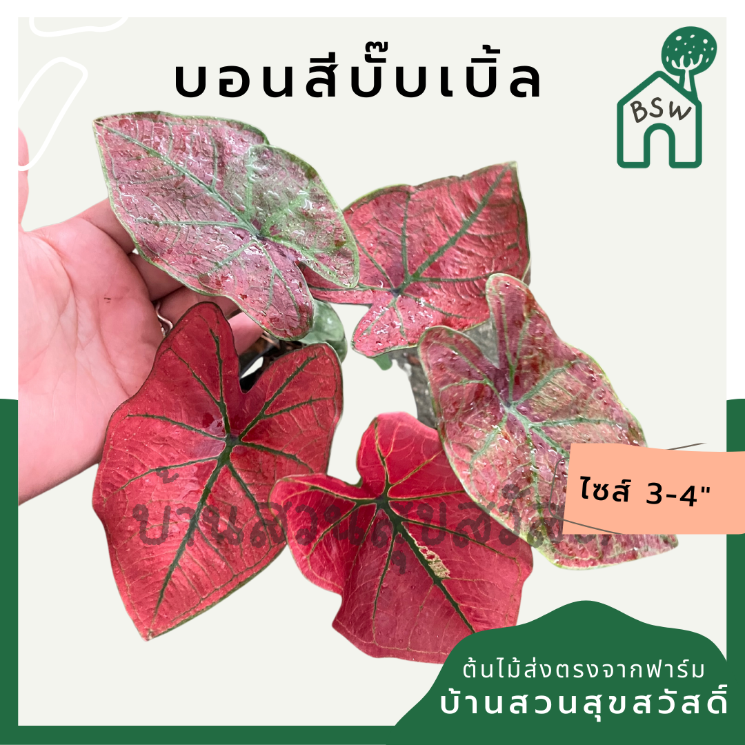 บอนบั้บเบิ้ล (Caladium 'Bubble') ไม้ใบสวยในกระถางพร้อมตั้ง
