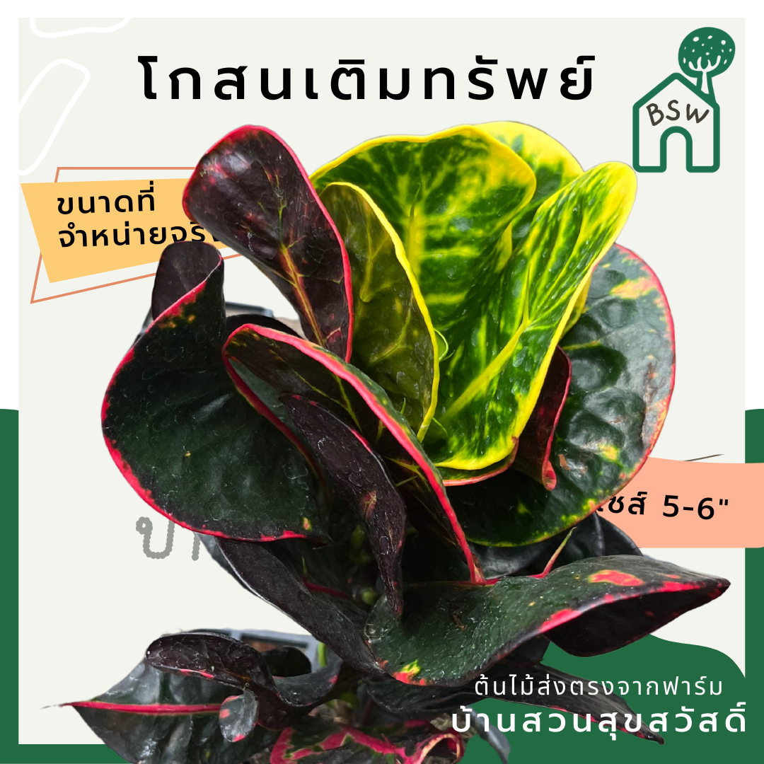 โกสนเติมทรัพย์ กระถาง 5-6 นิ้ว ต้นโกสน เป็นไม้แดด ไม้ด่างสวย ใบสีสันสดใส