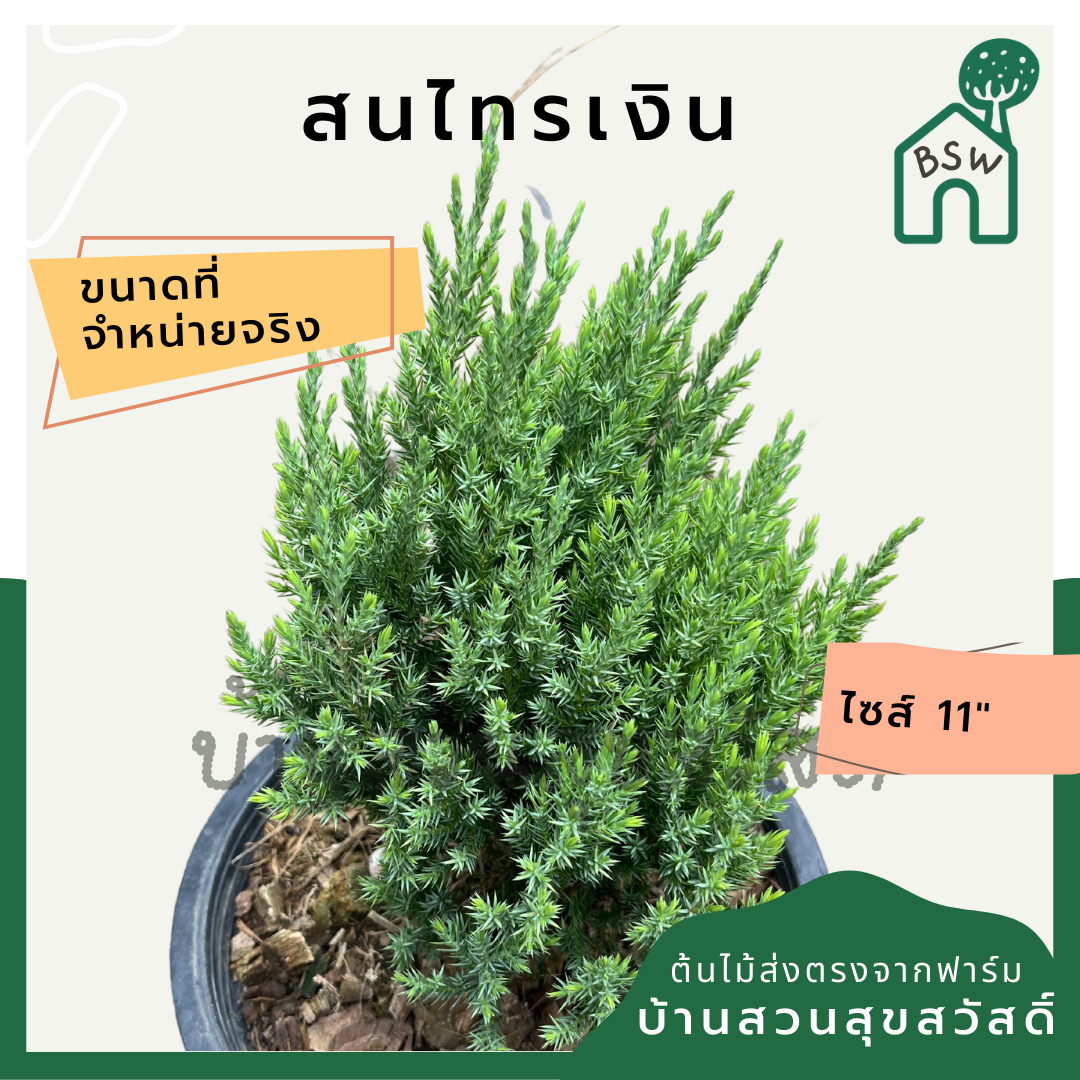 สนไทรเงิน กระถาง 11 นิ้ว ต้นสนไทรเงิน เป็นไม้แดด ไม้แต่งสวนสไตล์อังกฤษ