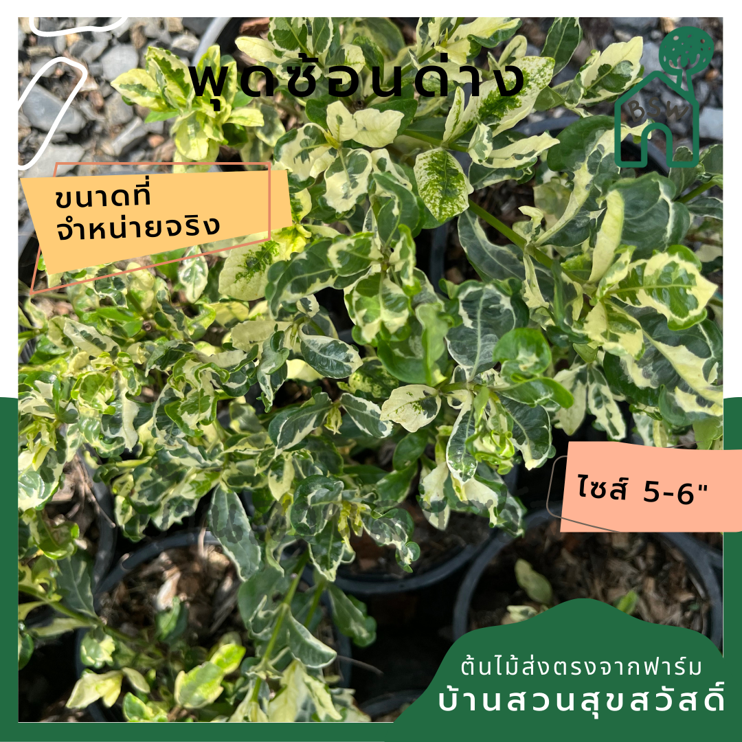 พุดซ้อนด่าง กระถาง 5-6 นิ้ว ต้นพุดซ้อนด่าง เป็นไม้แดด ใบสีด่างสวย