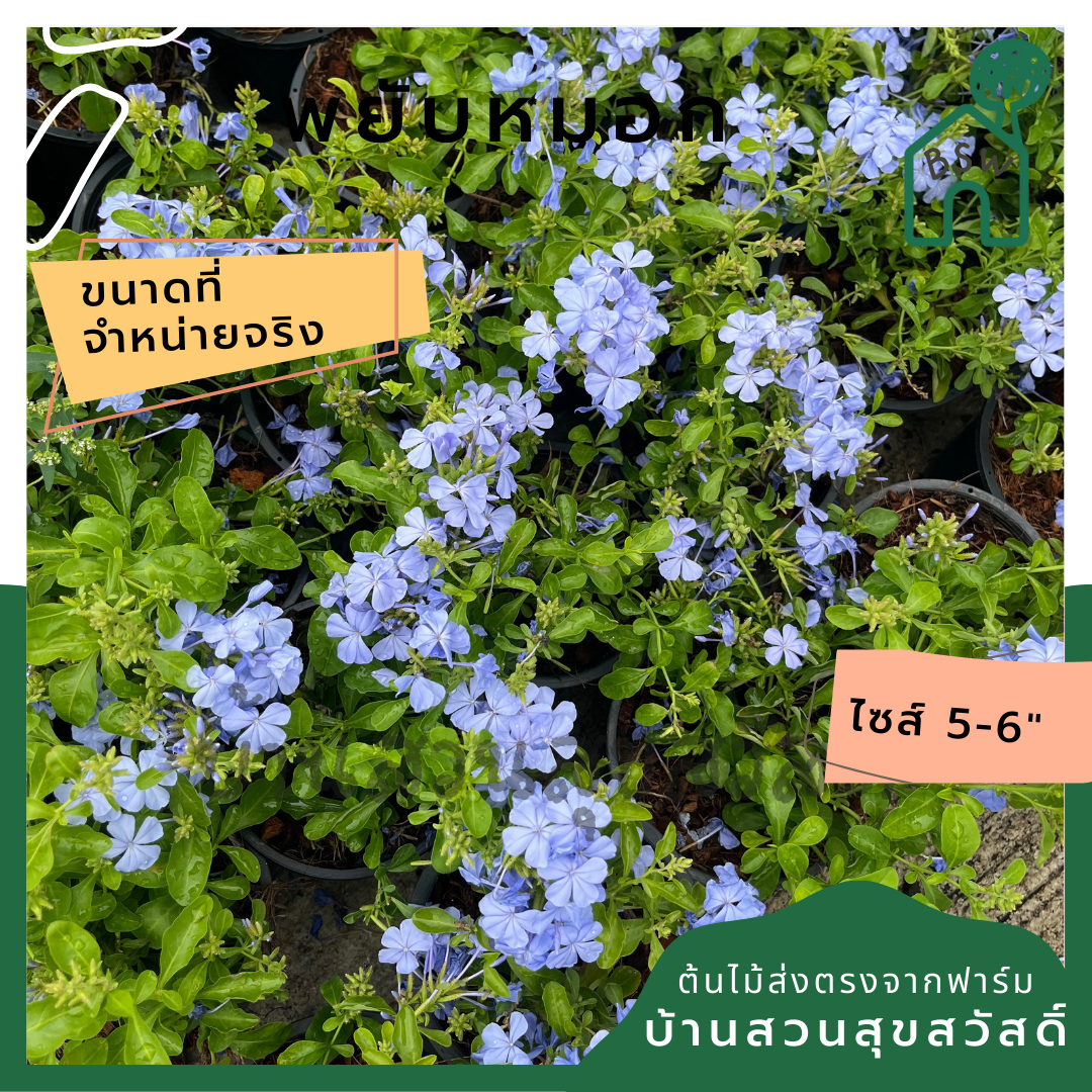 พยับหมอก (Plumbago Auriculata) ไม้ดอกสีฟ้าสวยในกระถาง 5-6 นิ้ว