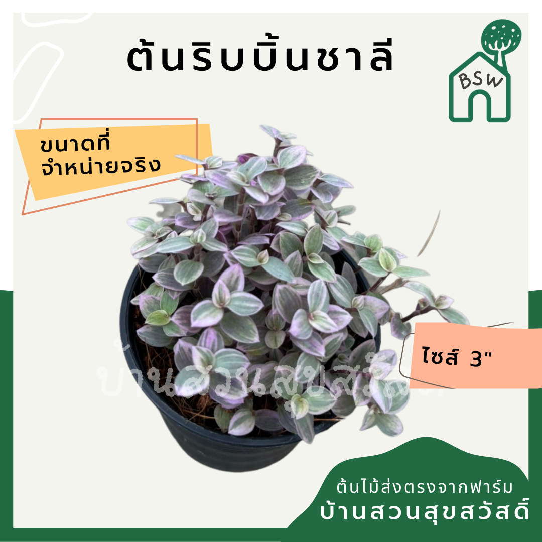 ริบบิ้นชาลี (Callisia Repens) ไม้แขวนในกระถาง 3 นิ้ว