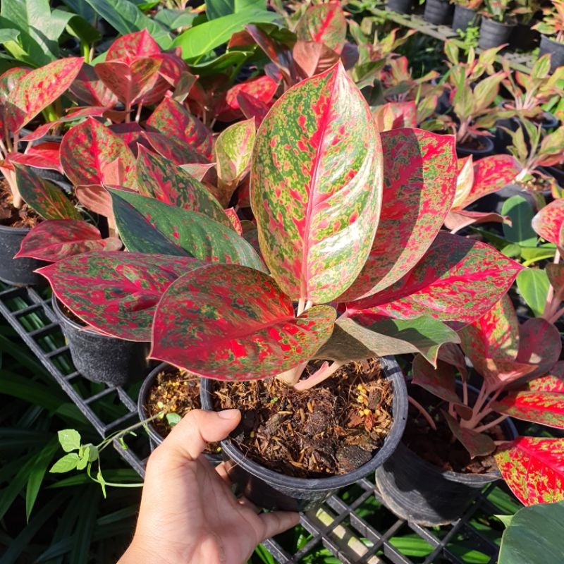 ต้นทรัพย์มงคล อโกลนีมา เลี้ยงในบ้านได้ ใบสีสดสวย (ลอตใหม่ กระถาง 4 - 8 นิ้ว)