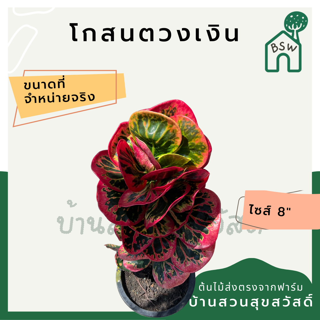 โกสนตวงเงิน ส่งพร้อมกระถาง 8 นิ้ว สีสวยตลอดปี ต้นไม้มงคล ความหมายสี สีกัดสวย