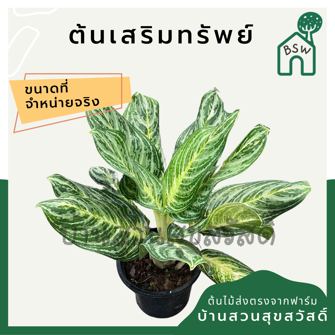 เสริมทรัพย์ (Aglaonema 'Serm Sap') ไม้มงคลในกระถาง 11 นิ้ว