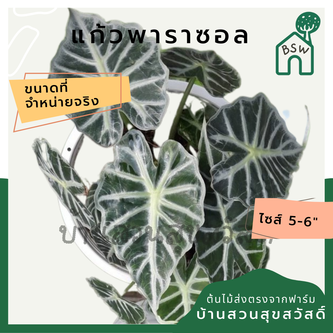 แก้วพาราซอล (Alocasia Parasol) ไม้ใบสวยในกระถาง 5-8 นิ้ว