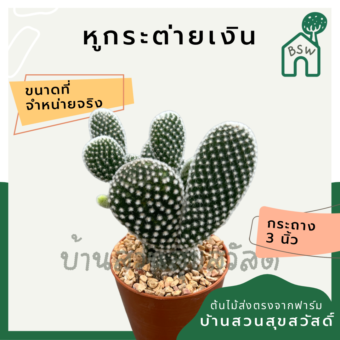 แคคตัสหูกระต่ายเงิน (Opuntia Microdasys) กระบองเพชรในกระถางพร้อมตั้ง