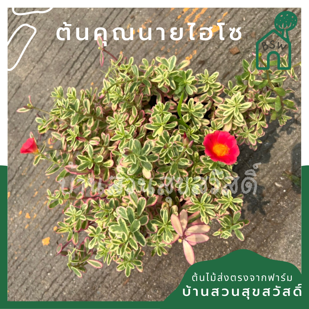 คุณนายตื่นสายไฮโซ (Portulaca Oleracea 'Variegata') ไม้ดอกในกระถาง 5-6 นิ้ว