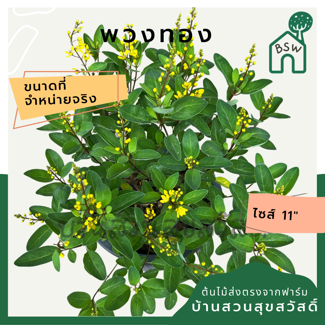 ต้นพวงทอง กระถาง 8 นิ้ว ออกดอกสวยทั้งปี