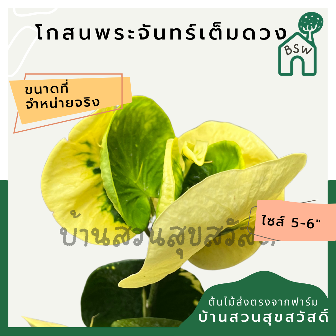 โกสนพระจันทร์เต็มดวง กระถาง 5-6 นิ้ว ต้นโกสน เป็นไม้แดด ไม้ด่างสวย ใบสีสันสดใส