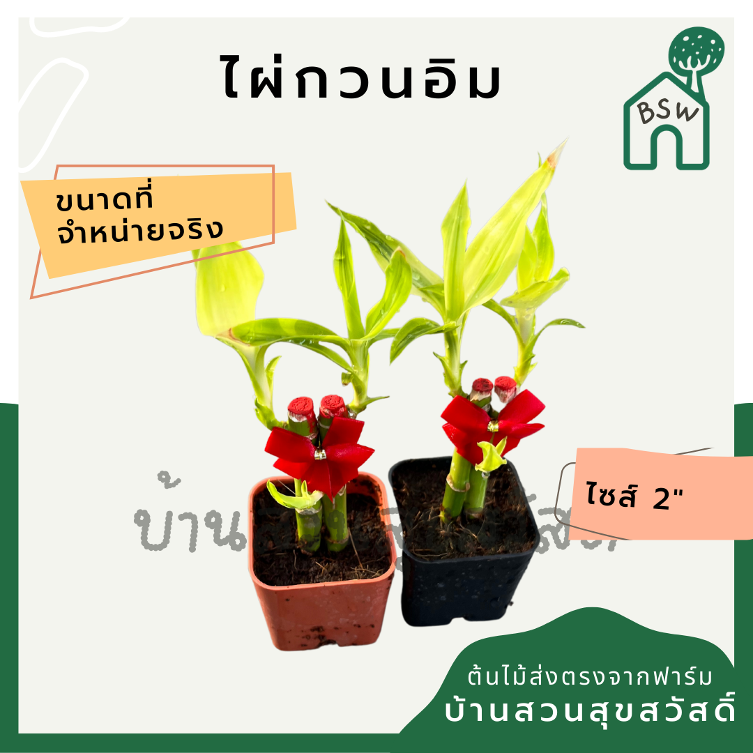 ไผ่กวนอิม กระถาง 2.5 นิ้ว พร้อมโบว์แดง ไม้มงคลเรื่องการงานและความรัก นิยมนำไปปลูกบูชาพระ