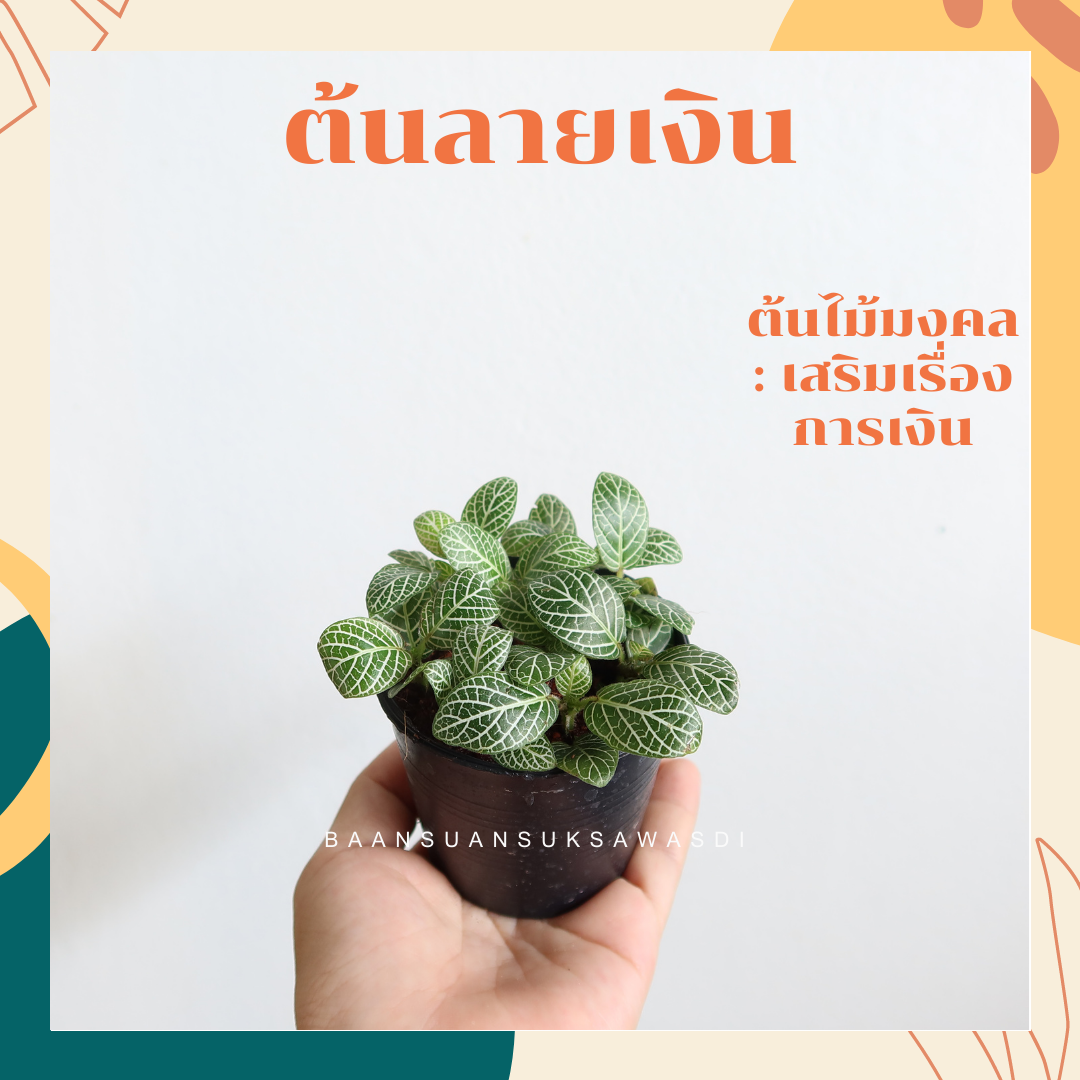 ลายเงิน (Callisia Repens) ไม้มงคลในกระถางพร้อมตั้ง