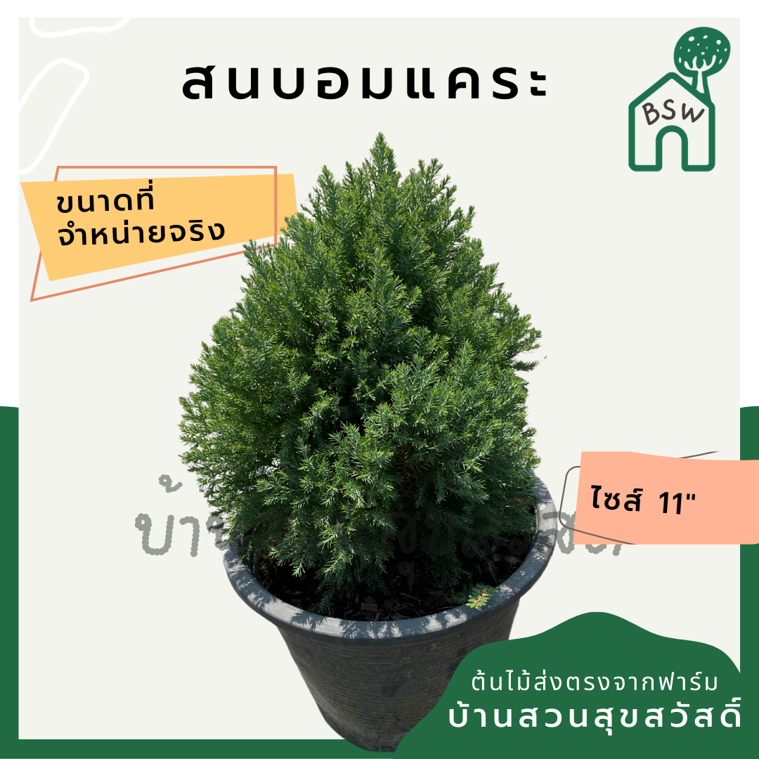 สนบอมแคระ กระถาง 11 นิ้ว