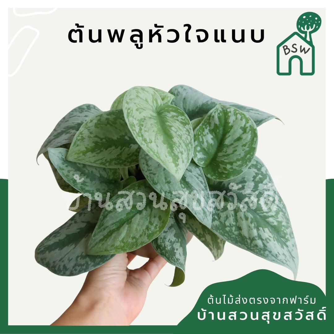 พลูหัวใจแนบซิลเวอร์ (Silver Pothos) ไม้ใบสวยฟอกอากาศในกระถางพร้อมตั้ง