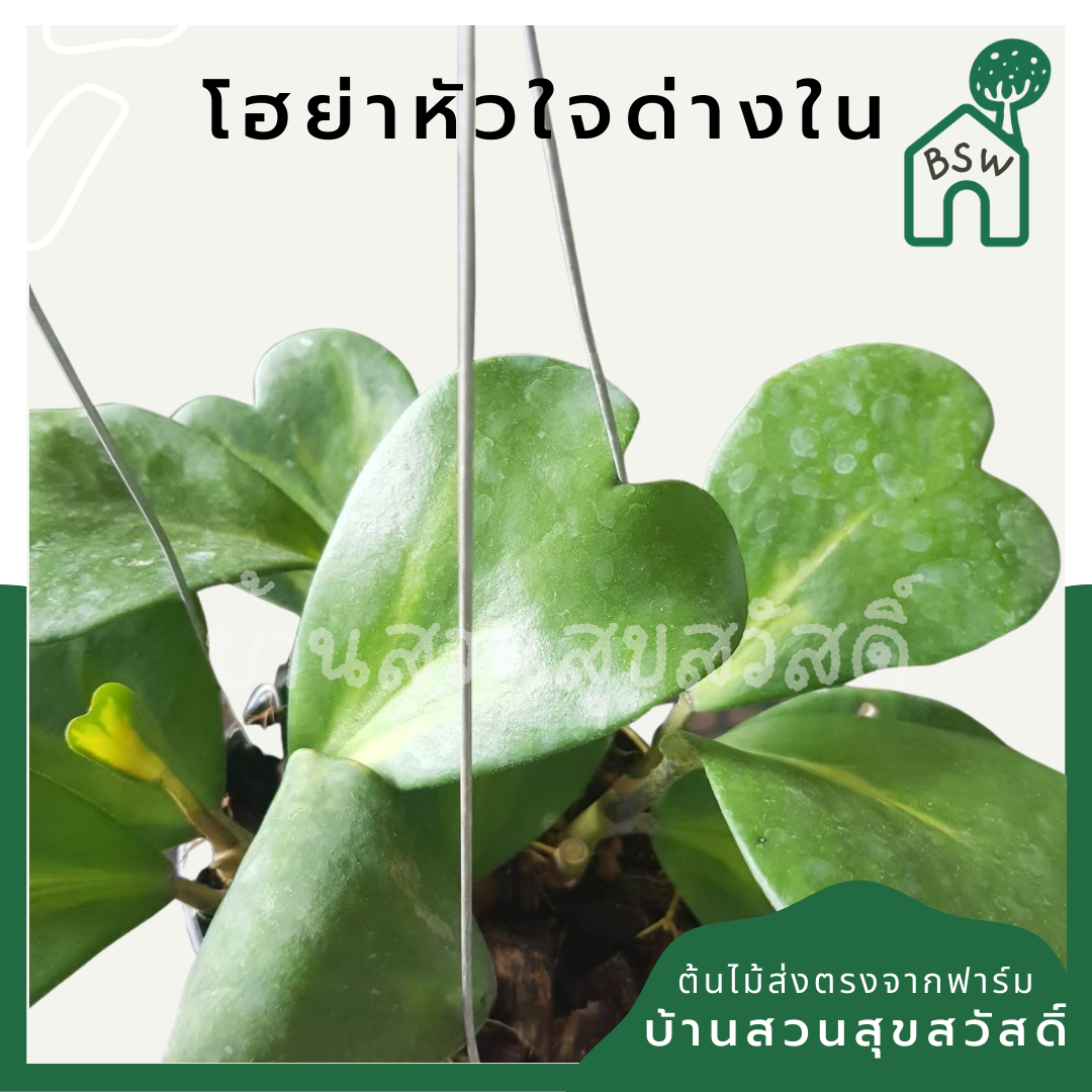 โฮย่าหัวใจใบด่าง (Hoya Kerrii 'Variegata') ไม้มงคลในกระถาง 4 นิ้ว