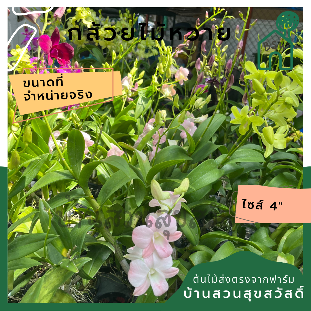 กล้วยไม้หวาย พร้อมกระถาง 4 นิ้ว ต้นใหญ่ เลี้ยงง่าย ออกดอกเก่ง
