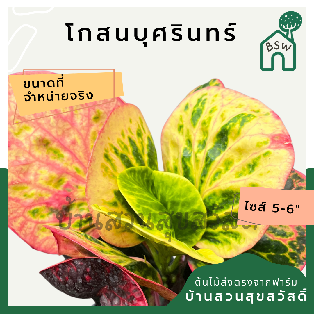 โกสนบุศรินทร์ กระถาง 5-6 นิ้ว ต้นโกสน เป็นไม้แดด ไม้ด่างสวย ใบสีสันสดใส