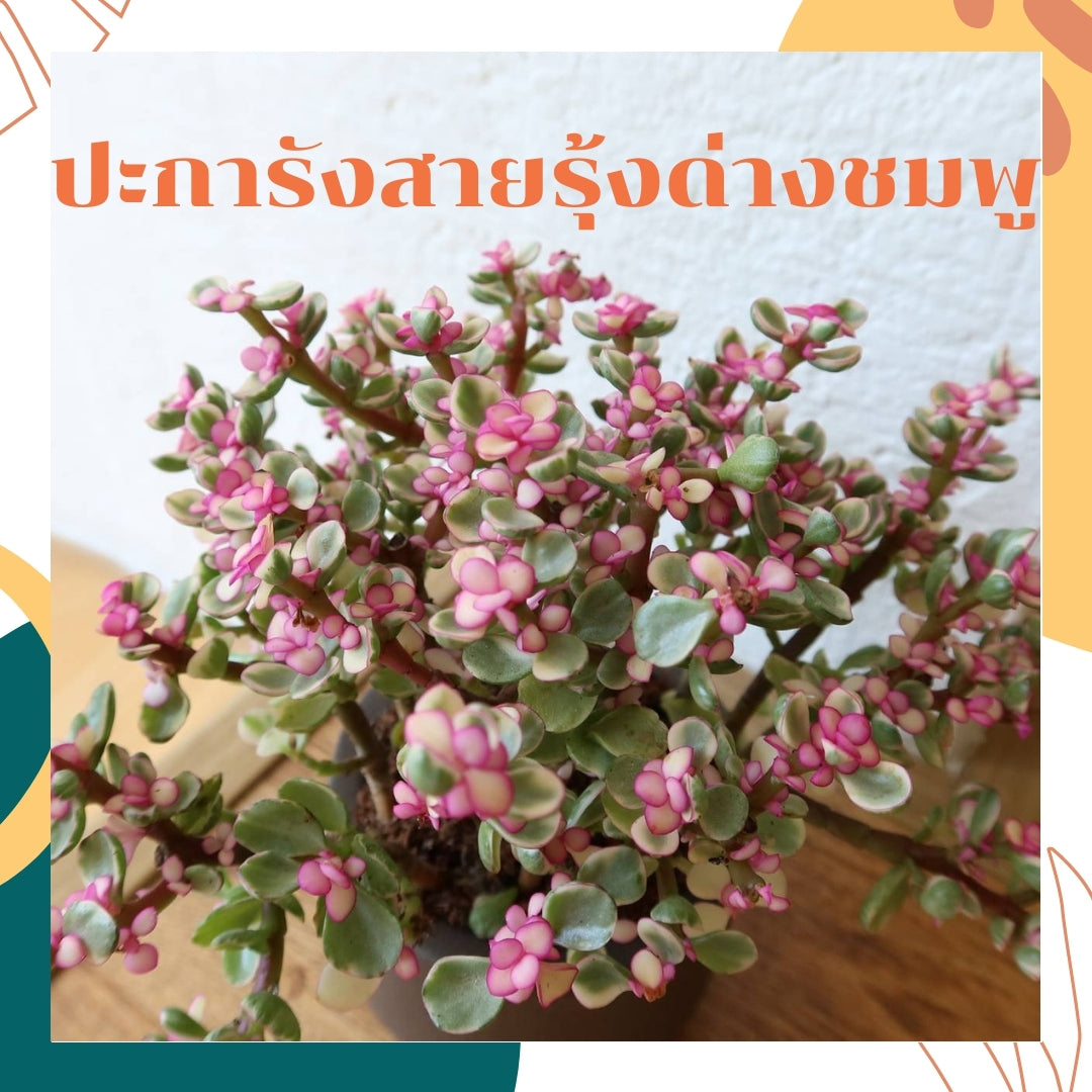 ต้นปะการังสายรุ้งด่างชมพู พร้อมกระถาง