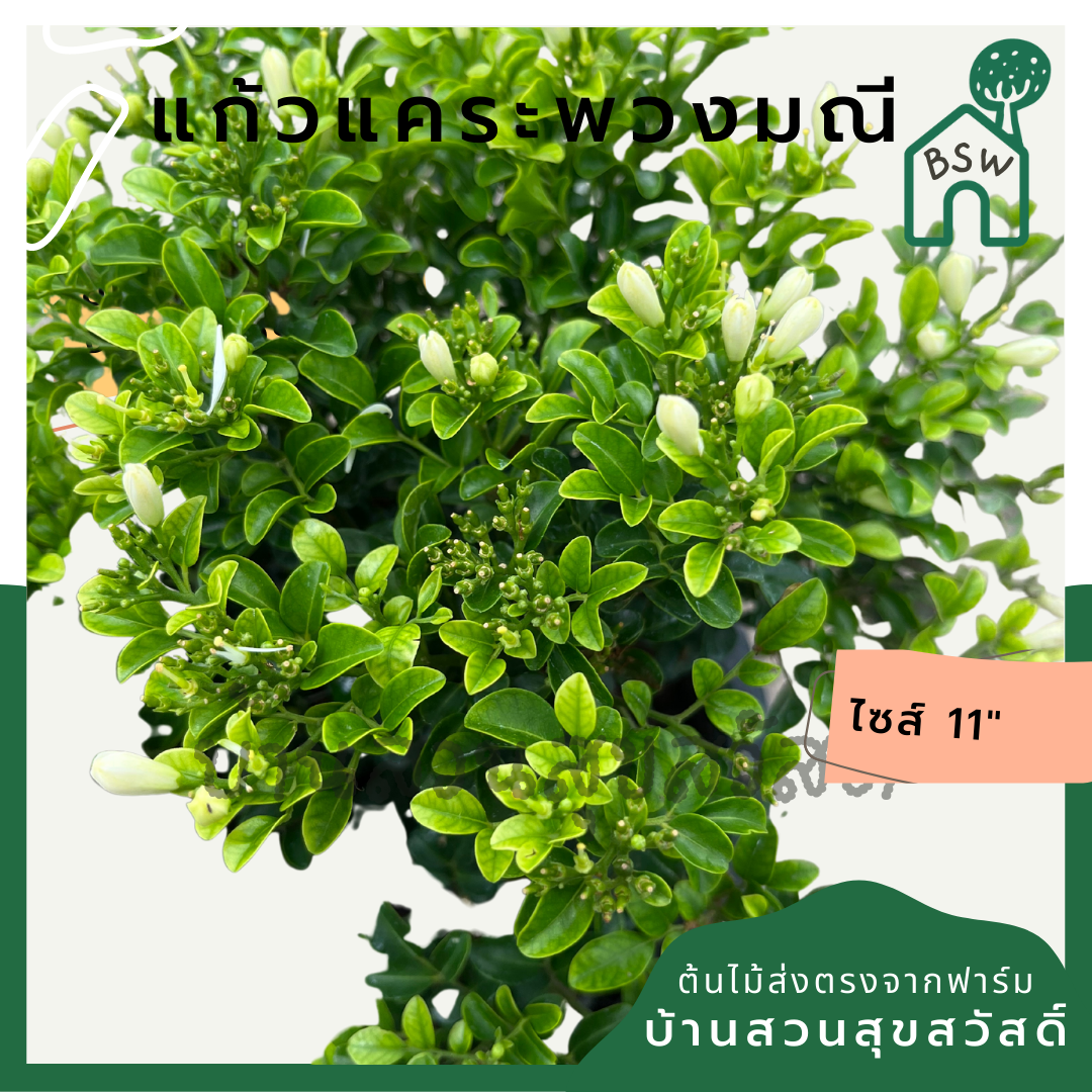 แก้วแคระพวงมณี (Murraya Paniculata 'Puang Manee') ไม้ดอกหอมในกระถาง 11 นิ้ว