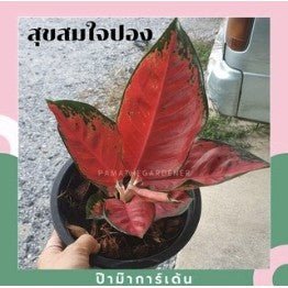 สุขสมใจปอง (Aglaonema) ไม้มงคลในกระถางพร้อมตั้ง - Pamathegardener