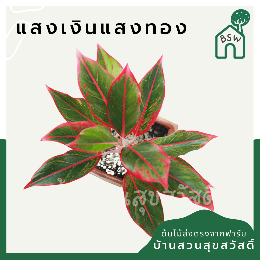 แสงเงินแสงทอง (Aglaonema) ไม้มงคลในกระถางพร้อมตั้ง - Pamathegardener
