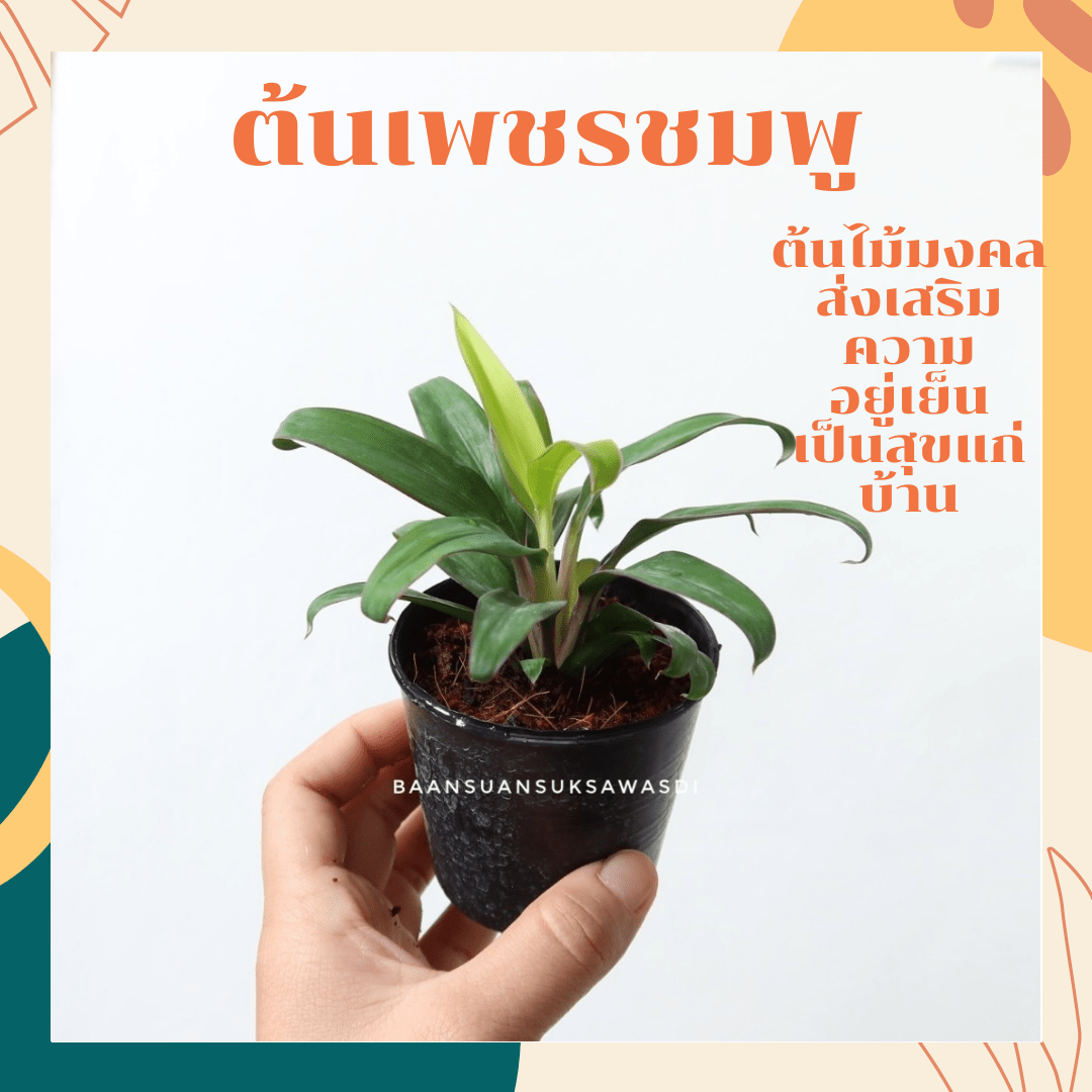 เพชรชมพู (Aglaonema 'Phet Chomphu') ไม้มงคลในกระถาง 3 นิ้ว - Pamathegardener