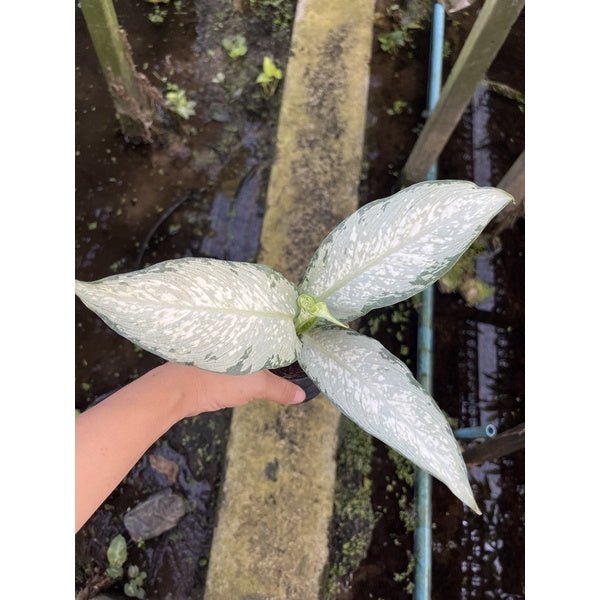 รวมอโกลนีม่า Aglonema - Pamathegardener