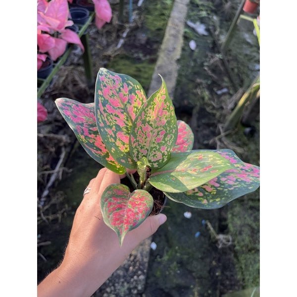 รวมอโกลนีม่า Aglonema - Pamathegardener