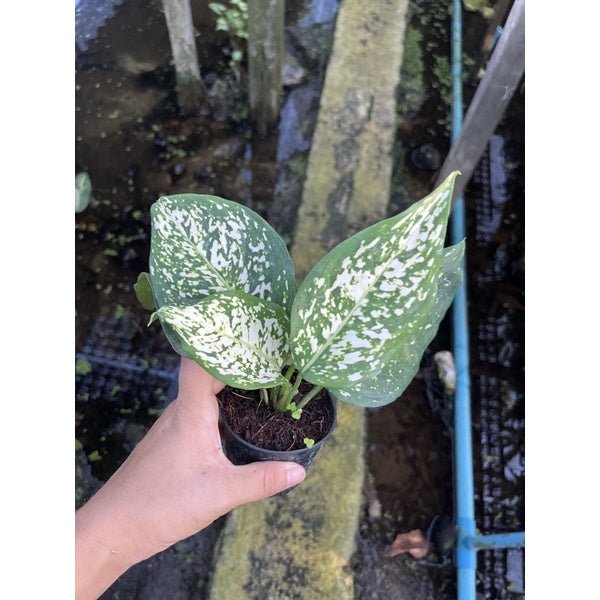 รวมอโกลนีม่า Aglonema - Pamathegardener