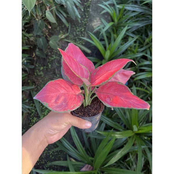 รวมอโกลนีม่า Aglonema - Pamathegardener