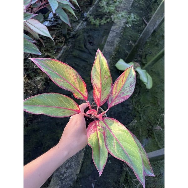 รวมอโกลนีม่า Aglonema - Pamathegardener
