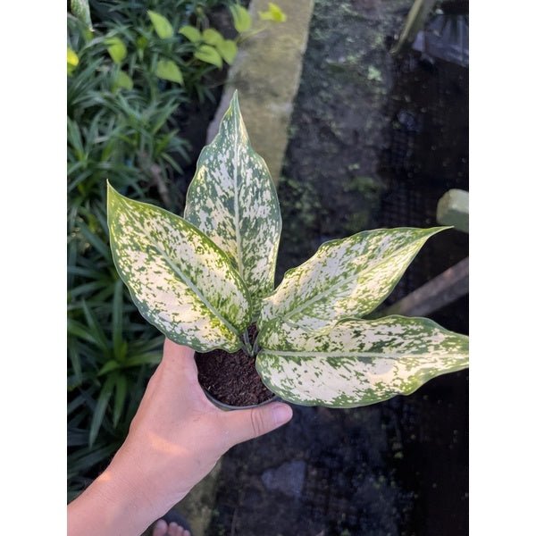 รวมอโกลนีม่า Aglonema - Pamathegardener
